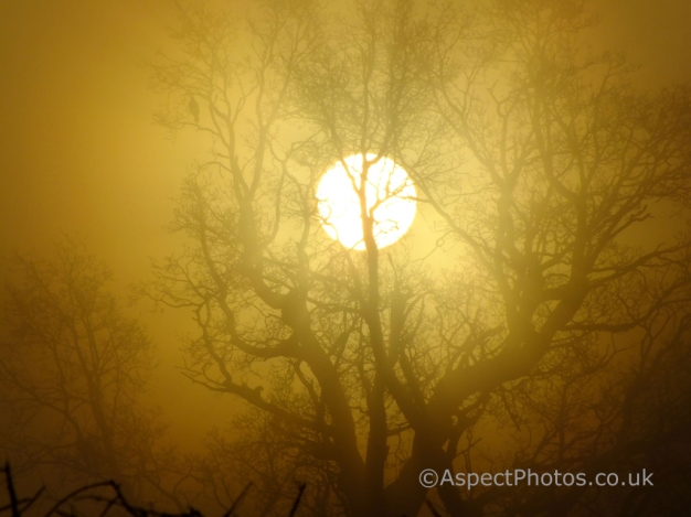 Foggy Morning