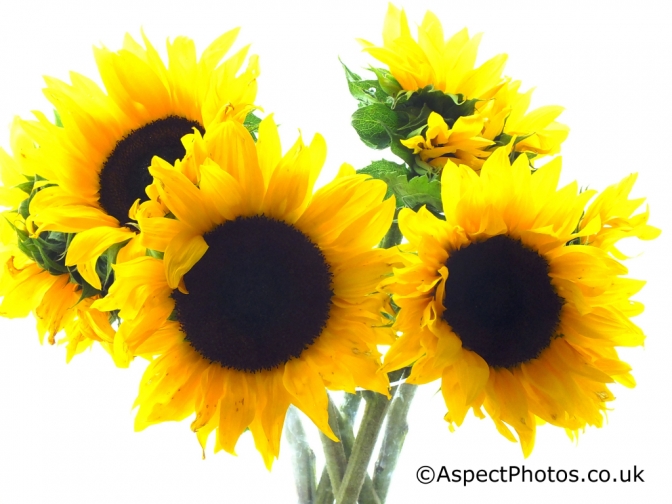 Four Sunflowers